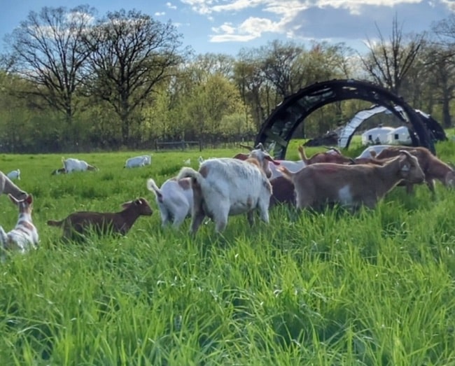 Goats in pasture with shelter