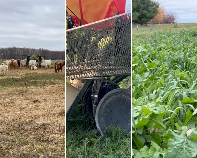 three photos in one: goats eating hay on pasture, a no till drill, and a green cover crop in the field