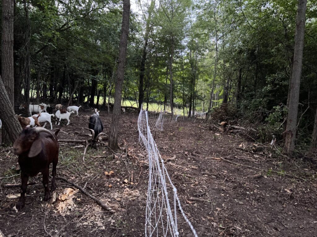 goats in the woods with natural shelter with tree and brush cover