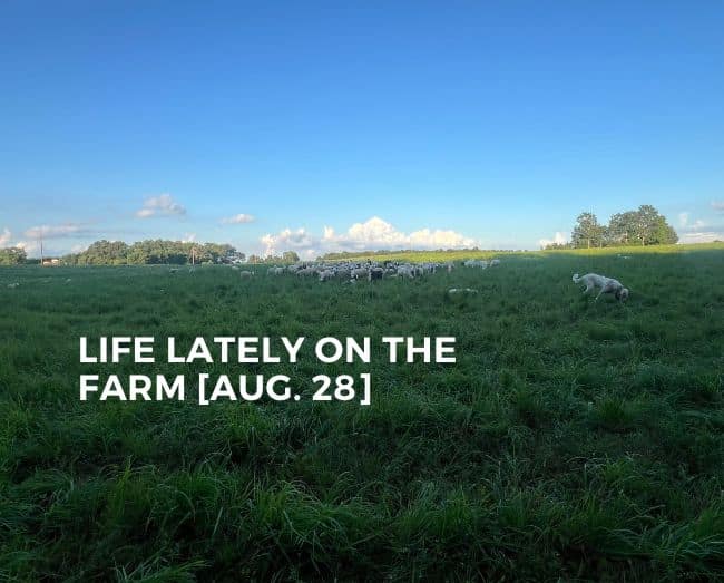 sheep and goats on pasture