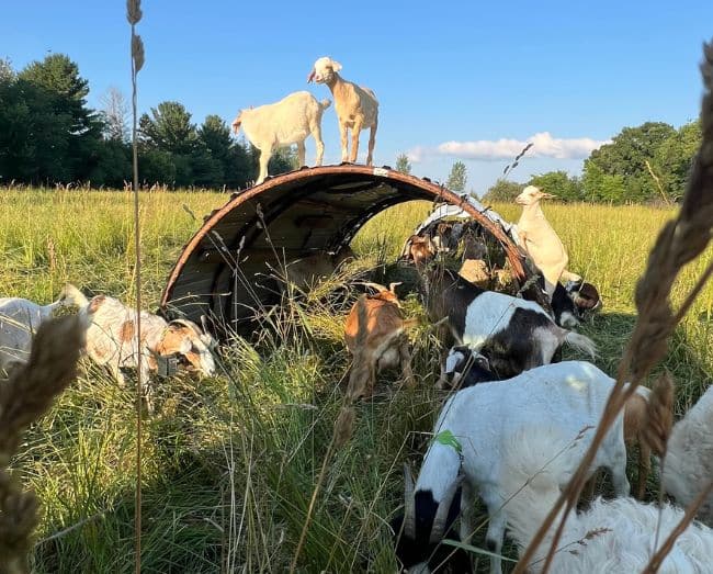 goats by a portable shelter