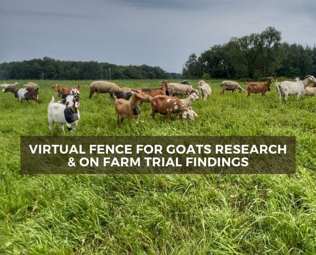 goats grazing with virtual fence collars