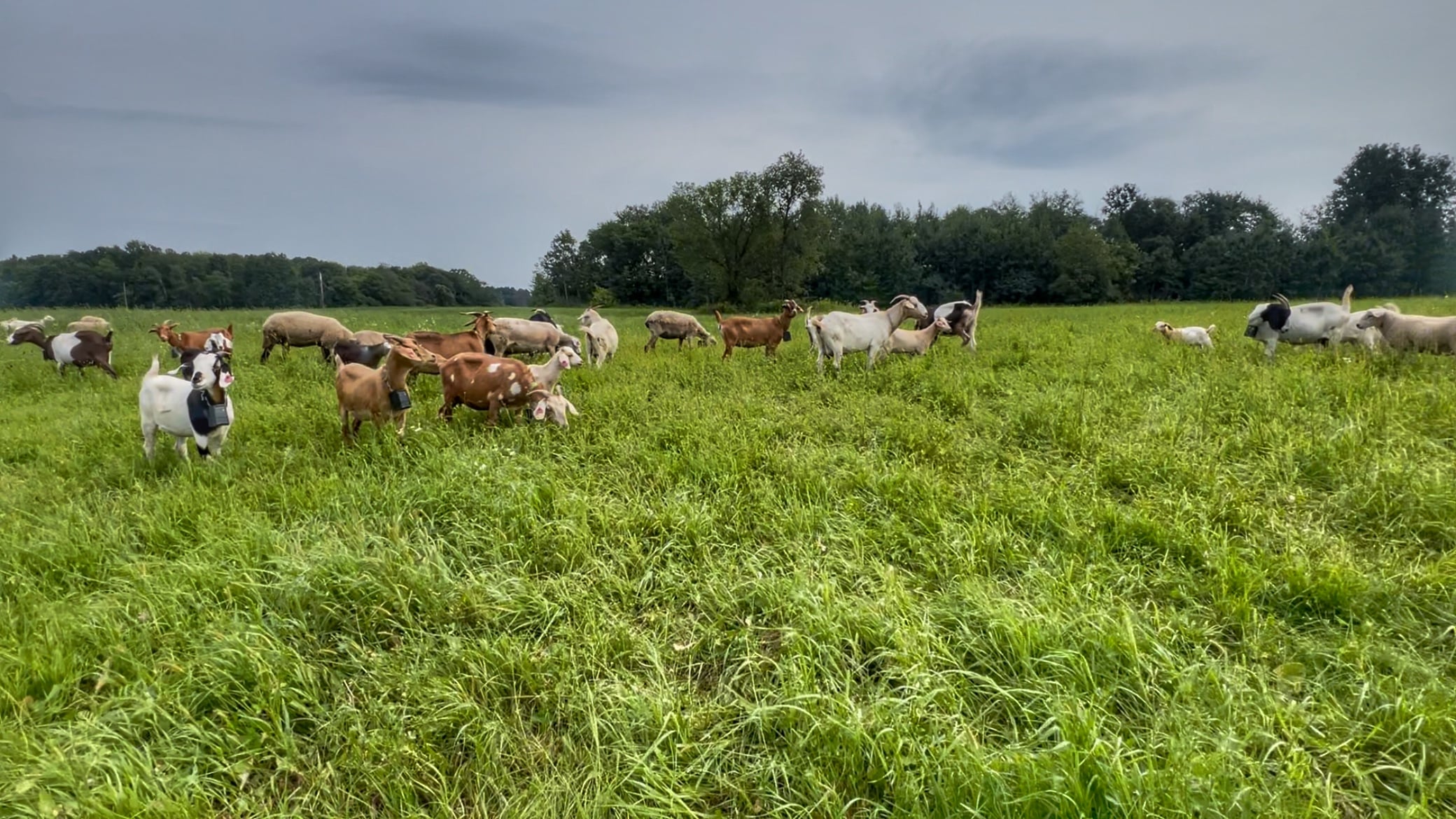 goats grazing with virtual fence collars