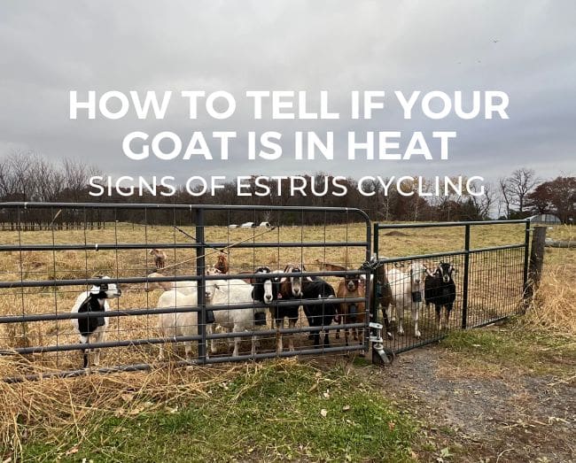 goats standing at gate in heat