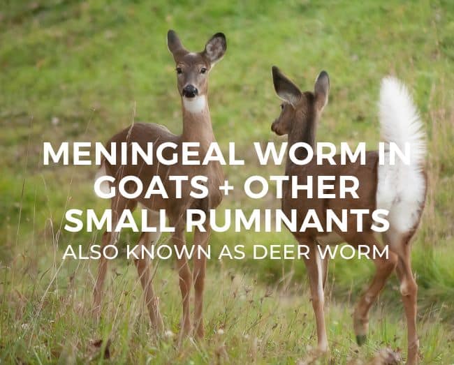 deer in a grassy area with textover lay same as blog title