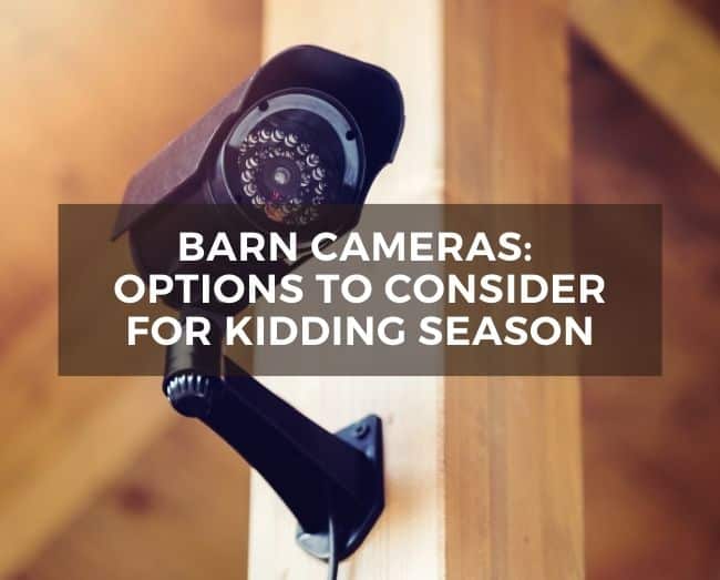 camera mounted on a woodpost with text overlay: barn cameras options to consider for kidding season