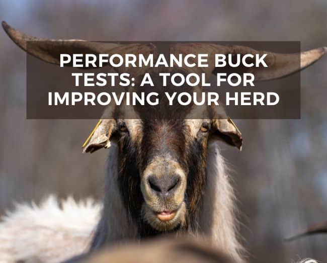 goat buck with text overly performance buck tests a tool for improving your herd