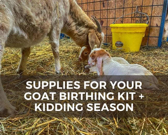 Two baby goats with a mom goat, with the text overlay supplies for your goat birthing kit and kidding season