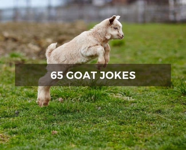 jumping baby goat in the grass with the text overlay: 65 goat jokes