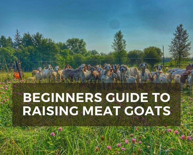 meat goats on pasture with text overlay: beginners guide to raising meat goats