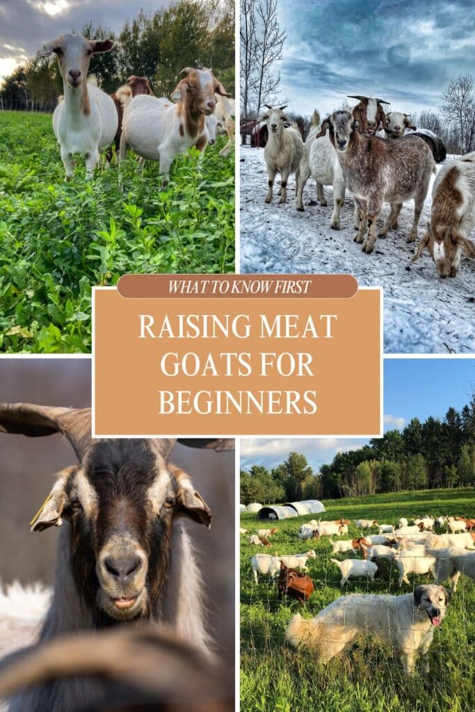 Collage of meat goats on pasture and in the snow, with text overlay: what to know first: raising meat goats for beginners