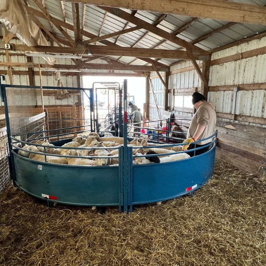 blue working chute in barn with goats and sheep
