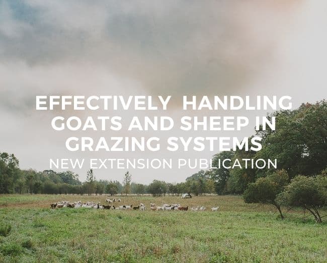goats and sheep grazing on pasture with text overlay of blog post title effective handling for grazing systems with sheep and goats