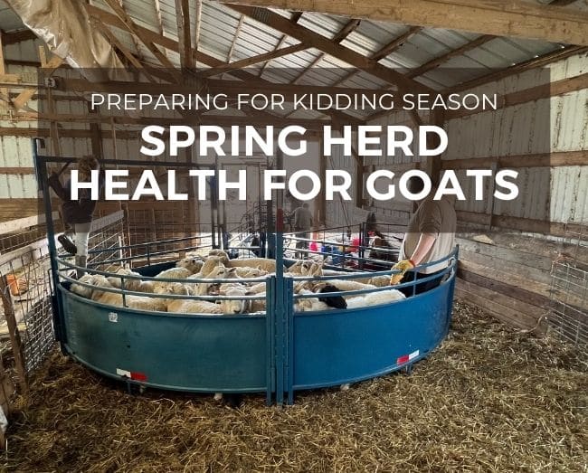 Blue working chute in barn with goats, with text overlay:spring herd health for goats