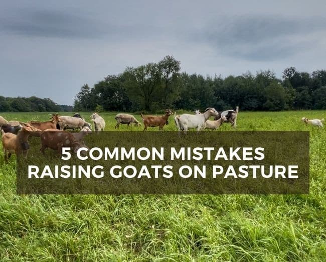 goats grazing in grass with text overlay of 5 common mistakes raising goats on pasture