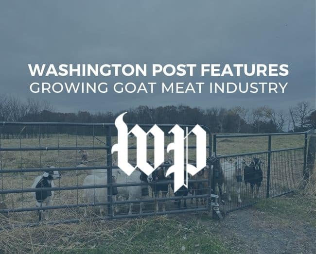 Graphic with goats in the background at a gate with title of Washington Post Features growing goat meat industry
