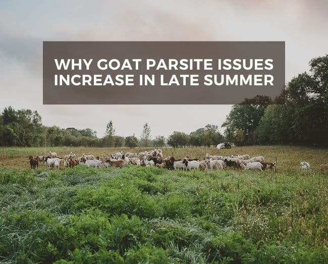 goats in a pasture, with text overlay why goat parasite issues increase in late summer